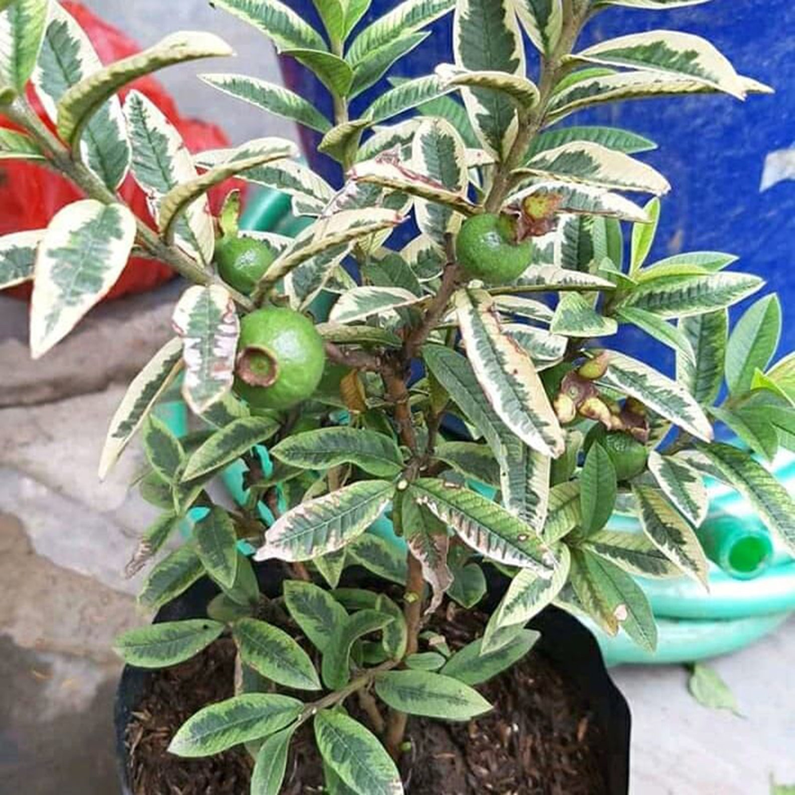 Guava Variegated Plants unique and rare plants Etsy
