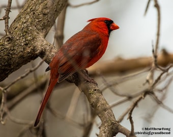 Northern Cardinal Photo Print