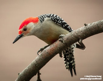 Red-Bellied Woodpecker Photo Print