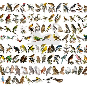 May include: A colorful illustration of over 100 different bird species, each depicted in a realistic style with detailed plumage and markings. The birds are arranged in rows, with some perched on branches and others in flight.