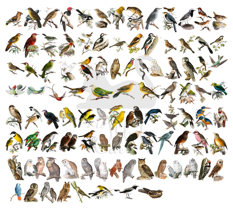 May include: A colorful illustration of over 100 different bird species, each depicted in a realistic style with detailed plumage and markings. The birds are arranged in rows, with some perched on branches and others in flight.