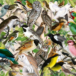 May include: A collage of vintage illustrations of various birds and owls. The birds are depicted in a variety of poses and colors, including blue, green, yellow, brown, and white. The owls are depicted in a more serious and contemplative manner, with large, round eyes and feathery plumage.