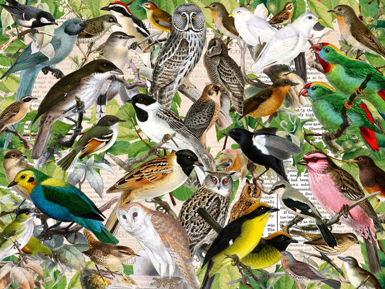 May include: A collage of vintage illustrations of various birds and owls. The birds are depicted in a variety of poses and colors, including blue, green, yellow, brown, and white. The owls are depicted in a more serious and contemplative manner, with large, round eyes and feathery plumage.