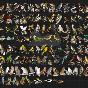 May include: A colorful illustration of various bird species, including owls, robins, cardinals, and sparrows. The birds are depicted in a variety of poses, including flying, perched, and singing. The illustration is set against a black and white grid background.