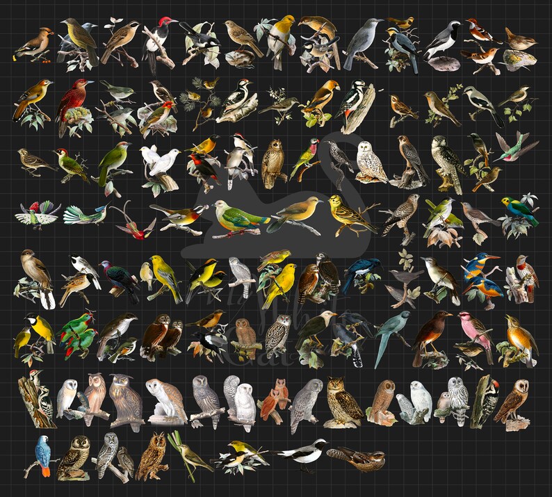 May include: A colorful illustration of various bird species, including owls, robins, cardinals, and sparrows. The birds are depicted in a variety of poses, including flying, perched, and singing. The illustration is set against a black and white grid background.