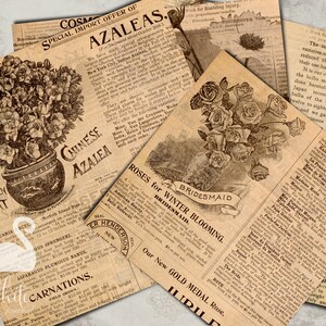 May include: Vintage newspaper cuttings advertising Azaleas, Roses, and Lilies. The text provides information about the plants, their origins, and how to care for them. The images show a potted Azalea plant, a bunch of Roses, and a close-up of a Lily flower.