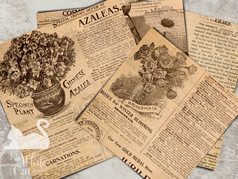May include: Vintage newspaper cuttings advertising Azaleas, Roses, and Lilies. The text provides information about the plants, their origins, and how to care for them. The images show a potted Azalea plant, a bunch of Roses, and a close-up of a Lily flower.
