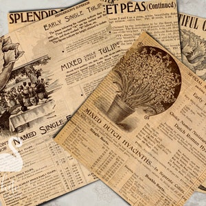 May include: Vintage seed packets for a variety of flowers, including tulips, sweet peas, and carnations. The packets feature illustrations of the flowers and text describing the varieties and their characteristics.