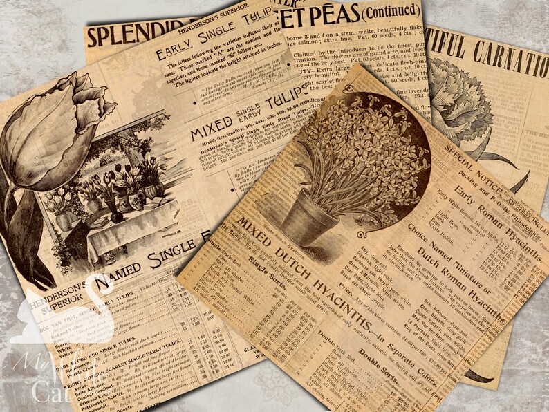 May include: Vintage seed packets for a variety of flowers, including tulips, sweet peas, and carnations. The packets feature illustrations of the flowers and text describing the varieties and their characteristics.