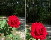1 live plant Don Juan Climbing RED Rose 1 Gal. Upright Plant Disease Resistant Fragrant Roses