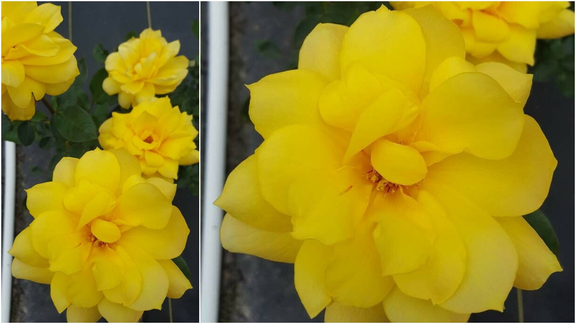 117 Golden Glow Rose 1 Gal Yellow Live Bush Plants Hybrid Etsy