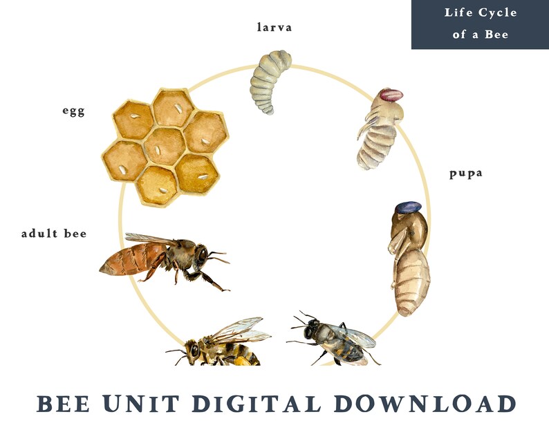 Bee Unit/homeschool Printables/preschool Printables/homeschool Digital ...