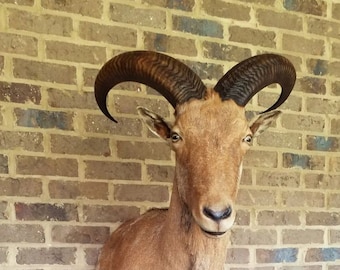 Half-Body Audad/Aoudad wall-mount with habitat - LOCAL PICKUP ONLY