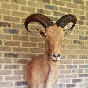 Half-Body Audad/Aoudad wall-mount with habitat - LOCAL PICKUP ONLY