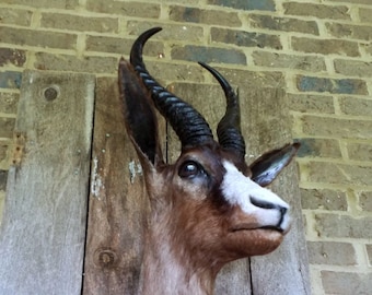 South-African Chocolate / Black Springbok shoulder mount
