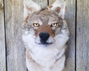 May include: A taxidermy coyote head mount featuring thick, multi-toned fur in shades of gray, brown, and white. The animal has alert, pointed ears, amber-colored eyes, a black nose, and a focused forward-facing expression.
