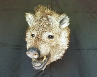 May include: Taxidermied peccary head with tan and brown fur, visible teeth, and a dark background. The animal's snout and open mouth are prominent, showcasing its tusks. The fur has a coarse texture.