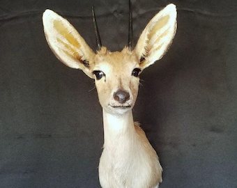 May include: A taxidermied gazelle head with large ears and dark horns. The gazelle has light brown fur and is mounted on a dark gray background. The gazelle's eyes are dark and its nose is black.
