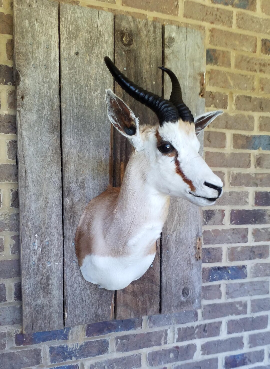 Common Springbok Shoulder Mount - NEW - Etsy