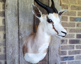 May include: Taxidermied springbok head mounted on a weathered wooden plank. The springbok features a white face with brown markings, tan and white fur, and large, curved black horns. The mount is displayed against a brick wall.