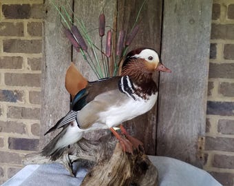 May include: A taxidermied Mandarin duck perched on a piece of driftwood. The duck features a white head, orange cheeks, and a red beak. Its body has brown, white, and black feathers. The duck is displayed against a wooden backdrop with cattails.
