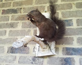 May include: A taxidermied squirrel mounted on a branch, set against a brick wall. The squirrel is dark brown, holding a nut in its paws. The branch is attached to a white wooden plaque. The brick wall has varying shades of gray and brown.