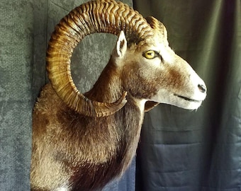 May include: Taxidermied ram head with large, curved horns. The ram has brown fur with a darker brown mane and a white face. The horns are a light brown color with a ridged texture. The ram's eye is yellow. The background is a dark gray fabric.