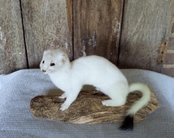 May include: A taxidermied ermine, a small weasel, with white fur and a black-tipped tail, posed on a piece of driftwood. The background features a rustic wooden wall and a gray fabric surface.