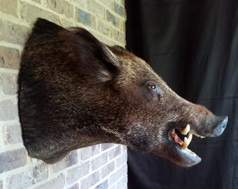 May include: A taxidermied wild boar head mounted on a brick wall. The boar has dark brown fur, visible tusks, and a detailed facial structure. The eyes are open, and the mouth is slightly agape, showcasing the teeth.