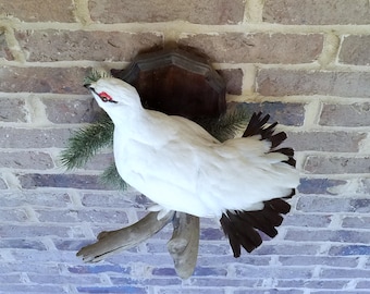 May include: Taxidermied white bird with black tail feathers and red markings, mounted on a wooden plaque. The bird is perched on a wooden branch, with a brick wall background.