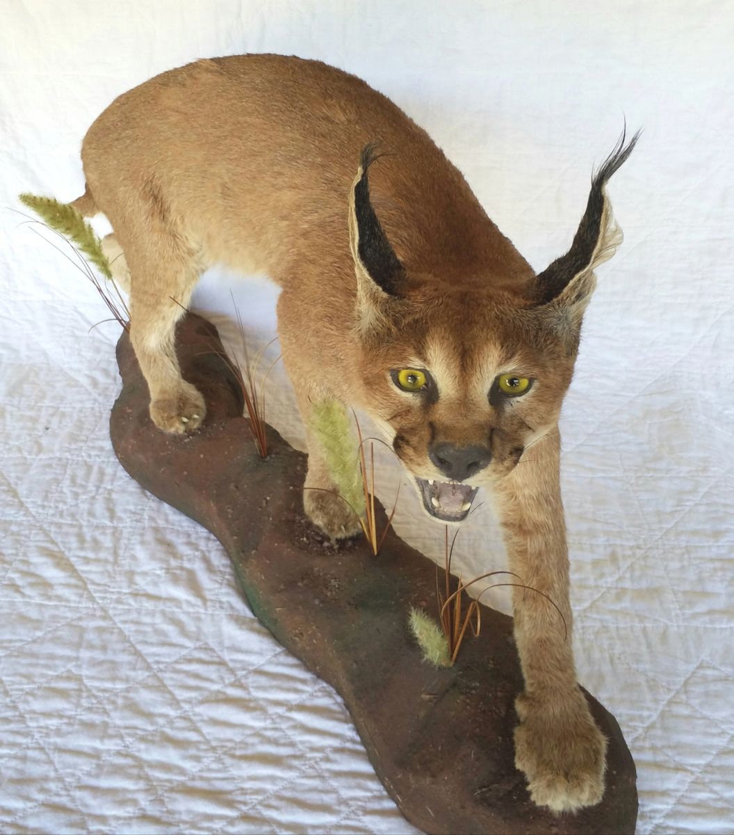 Taxidermy Caracal Kittens For Sale Near Me Full-body Prowling