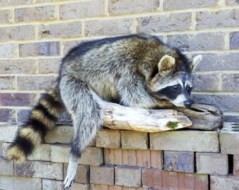 May include: A raccoon with gray and black fur and a striped tail rests on a wooden log atop a brick wall. The raccoon has a black mask around its eyes and is looking down. The brick wall is made of red and brown bricks.
