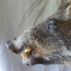 May include: Close-up of a taxidermied wild boar head. The boar has brown and gray fur, visible teeth, and a detailed eye. The image highlights the boar's snout and open mouth, showcasing its tusks.