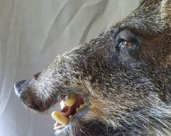 Wild ‘Russian’ Hog mount – Ideal for Man-Cave or Lodge