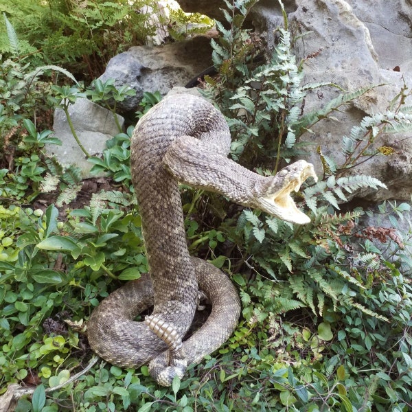 Vicious-looking 36 inch+ long Rattlesnake in Strike pose - NEW