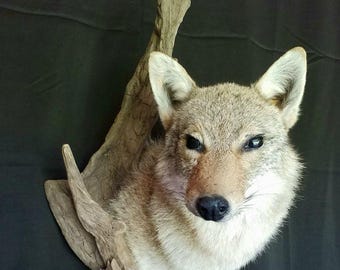 Extra-Large Coyote Head Driftwood mount - NEW