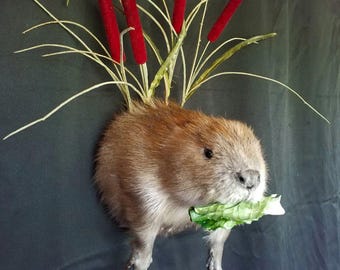 Half Beaver Wall-mount with Reed Background - NEW