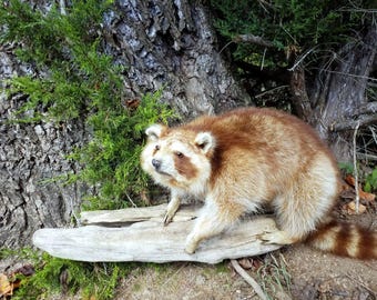 Unique Copper Colored Raccoon - RARE