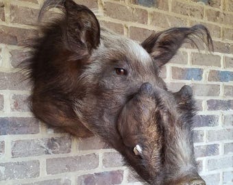 May include: A taxidermied wild boar head mounted on a brick wall. The boar has brown fur, visible tusks, and detailed facial features. The brick wall has a mix of brown and gray bricks.