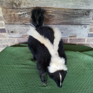 Godzilla! Striped Skunk mount - NEW