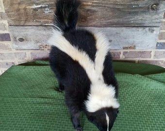 Godzilla! Striped Skunk mount - NEW