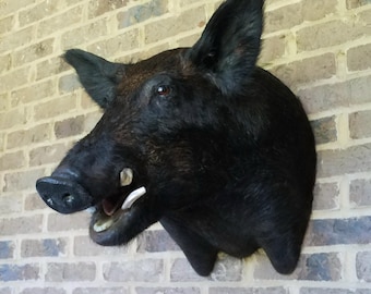 May include: A taxidermy wall mount of a wild boar head featuring coarse black fur, pointed ears, and prominent white tusks protruding from its open mouth. The animal is depicted in profile, showcasing its snout and dark eyes in a realistic display.