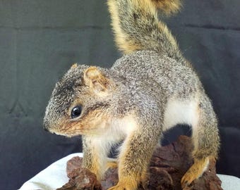 Eastern Fox Squirrel mount on Heavy Ironwood base
