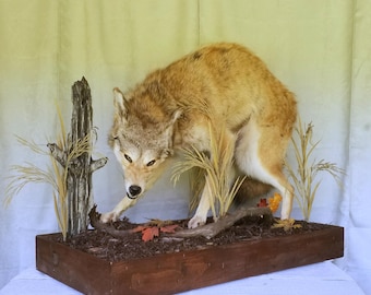 Puede incluir: Un coyote disecado en posición agachada montado sobre una base rectangular de madera. El coyote tiene pelaje beige y blanco, orejas puntiagudas y nariz negra. La base presenta un tocón de árbol, hierbas secas y hojas de otoño.