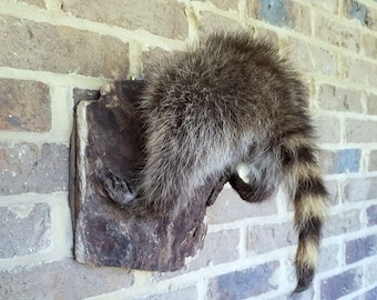 May include: A taxidermied raccoon mounted on a piece of wood, attached to a brick wall. The raccoon's fur is gray and brown, with a striped tail. The wood mount is dark brown.