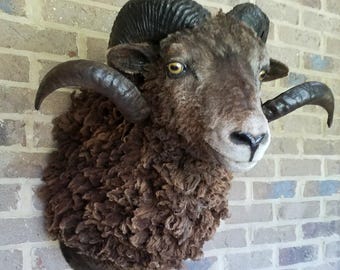 May include: A taxidermied ram head with dark brown fur and large, curved horns. The ram has a detailed face with yellow eyes and is mounted on a brick wall. The fur is textured and the horns are a dark, glossy brown.