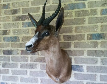 Vintage Chocolate Springbok Head and Shoulder mount