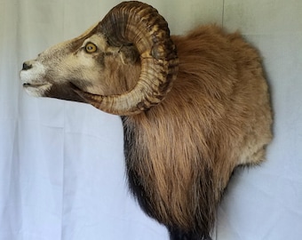 Corsican Ram mount – Short Curl Sneak Pose