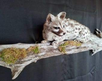 May include: A taxidermied genet, with a spotted coat, rests on a weathered wooden branch adorned with moss. The genet has a dark face and large ears, set against a black backdrop. The overall aesthetic is rustic and natural.
