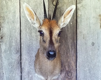 Nice straightforward African Duiker mount – 4 inch horns